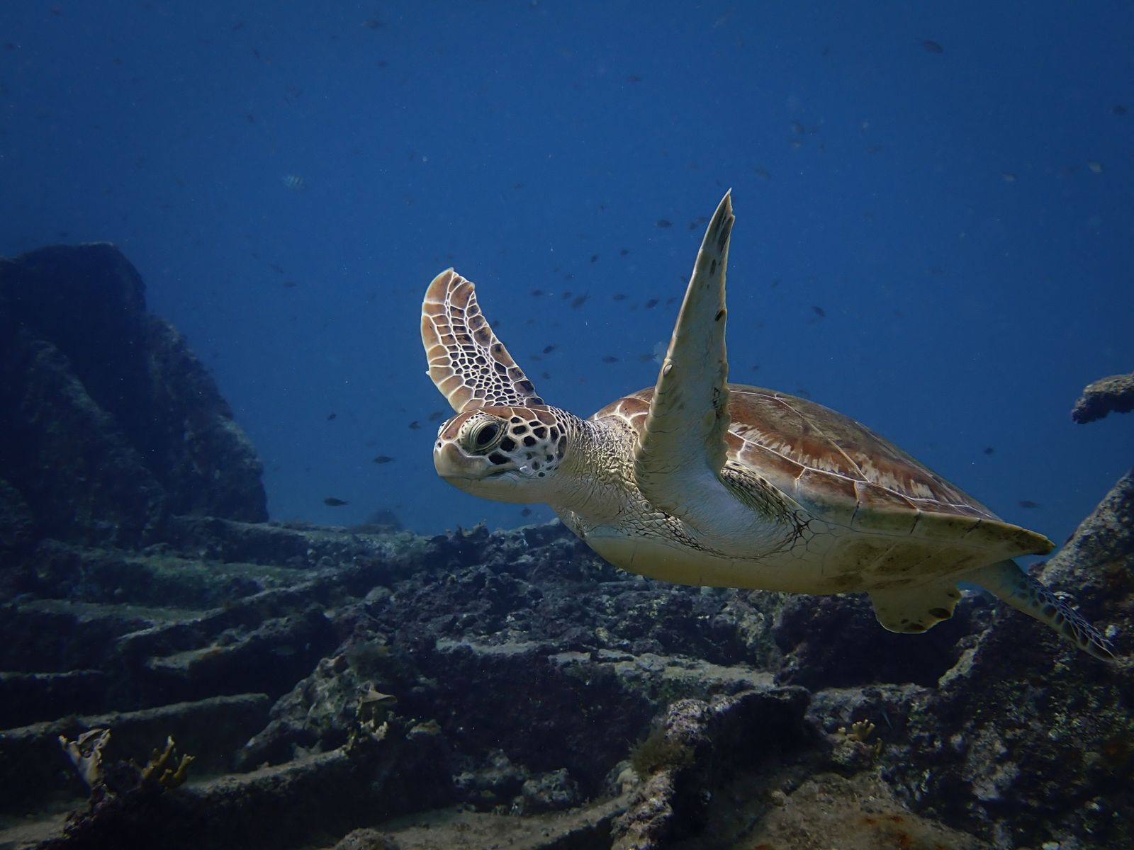 A green sea turtle swimming over dark rock in blue water