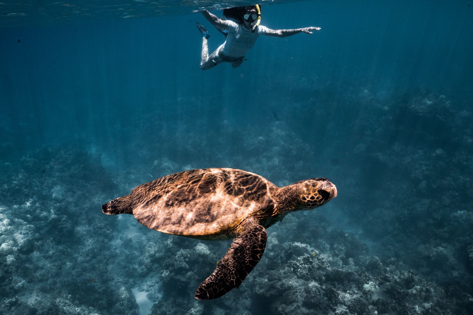 A snorkeler swimming above a green sea turtle over the reef